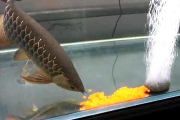 锦鲤甩籽后怎么处理鱼缸，产卵后尽快将鱼籽捞出扔掉