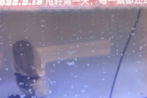 锦鲤甩籽后怎么处理鱼缸，产卵后尽快将鱼籽捞出扔掉