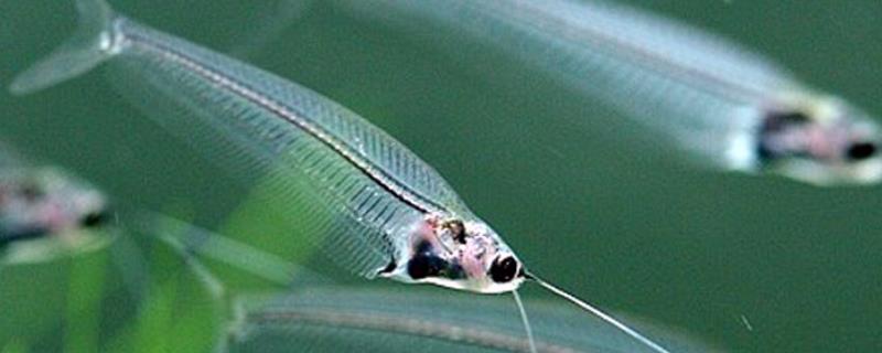 玻璃猫鱼可以和孔雀鱼混养吗