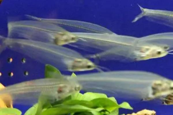 玻璃猫鱼可以和孔雀鱼混养吗，性格相似可以混养