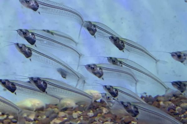 玻璃猫鱼可以和孔雀鱼混养吗，性格相似可以混养