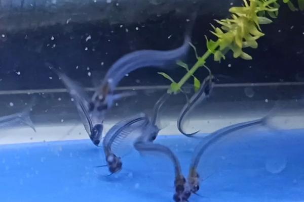 玻璃猫鱼可以和孔雀鱼混养吗，性格相似可以混养