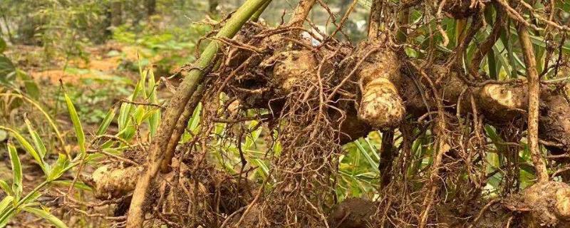 哪里产出的黄精最好