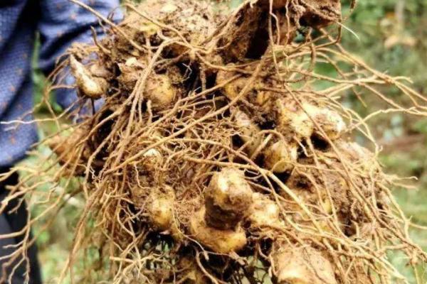 哪里产出的黄精最好，九华山产出的黄精堪称佳品