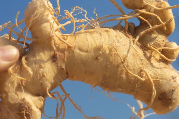 哪里产出的黄精最好，九华山产出的黄精堪称佳品