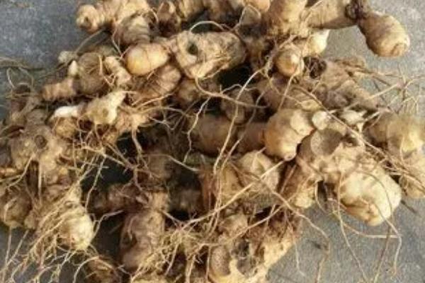 哪里产出的黄精最好，九华山产出的黄精堪称佳品