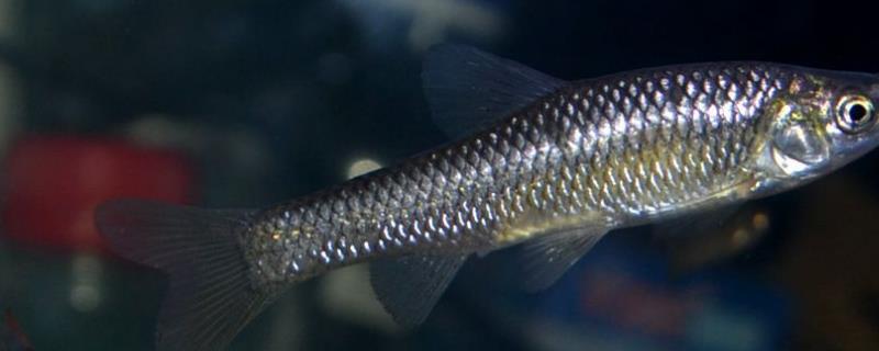 棒花鱼能长多大