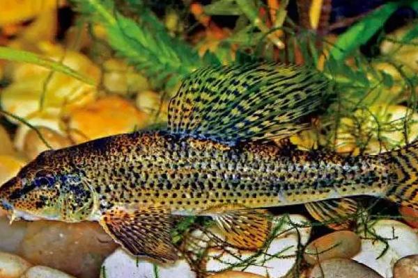 棒花鱼能长多大，鱼成年之后一般也只有10-20厘米