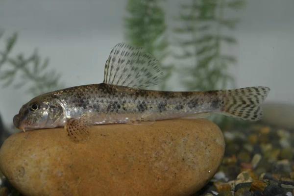 棒花鱼能长多大，鱼成年之后一般也只有10-20厘米