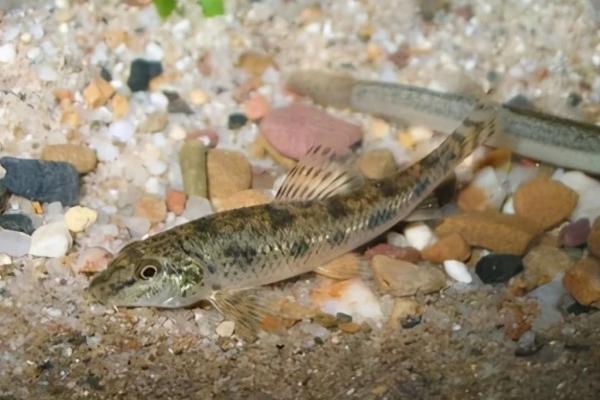 棒花鱼能长多大，鱼成年之后一般也只有10-20厘米