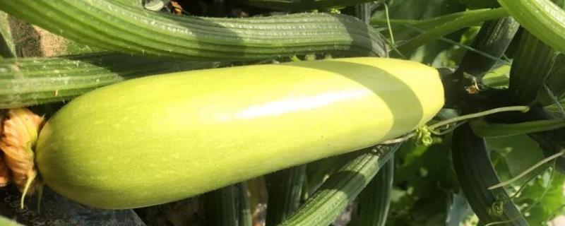 西葫芦烂花的原因