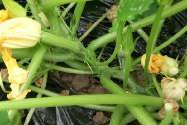 西葫芦烂花的原因，灰霉病以及生理失调是主要原因