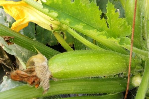 西葫芦烂花的原因，灰霉病以及生理失调是主要原因