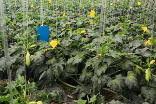 西葫芦烂花的原因，灰霉病以及生理失调是主要原因