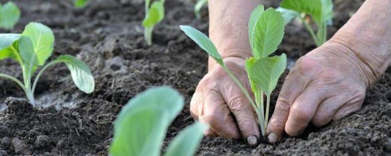 处暑种白菜晚不晚