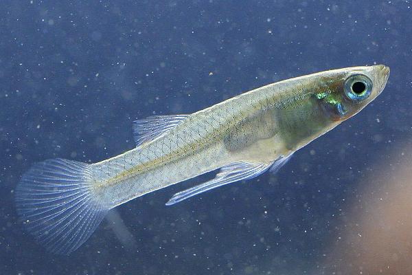 食蚊鱼的寿命，有6-7年的寿命