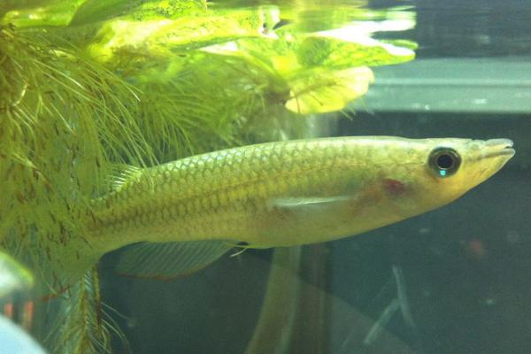 食蚊鱼的寿命，有6-7年的寿命