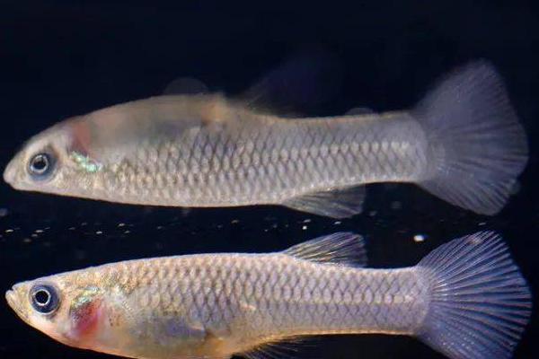 食蚊鱼的寿命，有6-7年的寿命