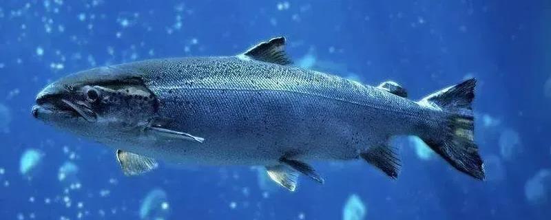 三文鱼是鲑鱼吗