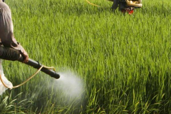 咪唑乙烟酸的作用，可防除禾本科杂草和阔叶杂草