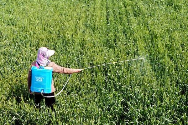 咪唑乙烟酸的作用，可防除禾本科杂草和阔叶杂草