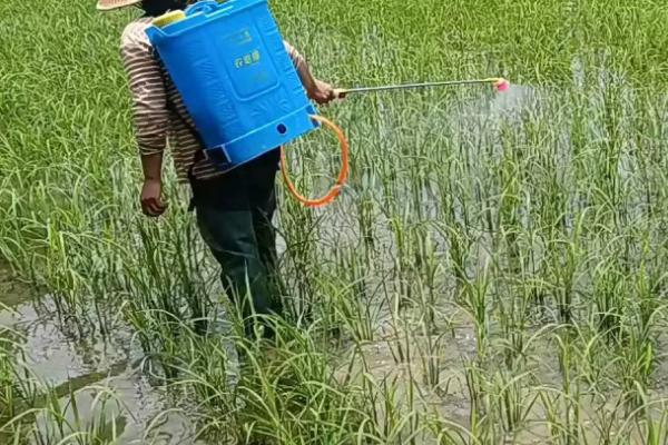 咪唑乙烟酸的作用，可防除禾本科杂草和阔叶杂草