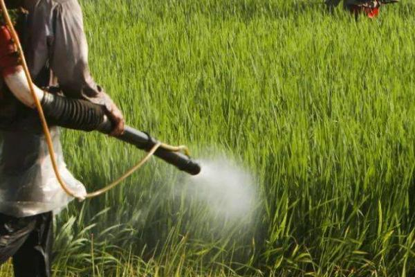 辛菌胺醋酸盐水剂主治哪种病害,包括苹果腐烂病、水稻恶苗病、大豆根腐病等类型