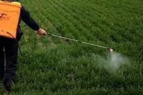 辛菌胺醋酸盐水剂主治哪种病害,包括苹果腐烂病、水稻恶苗病、大豆根腐病等类型