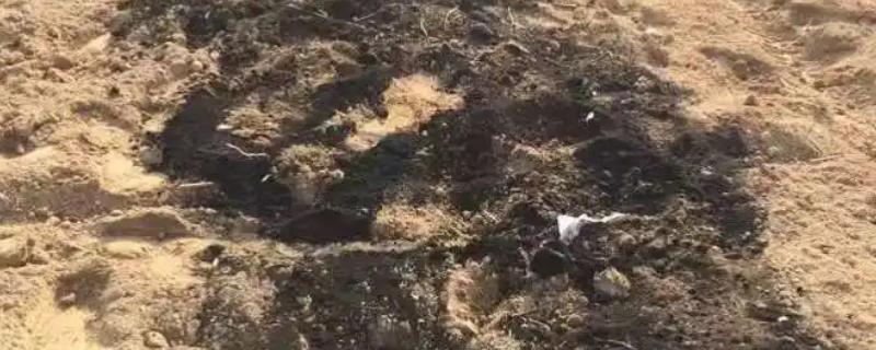 怎么对菜田使用有机肥