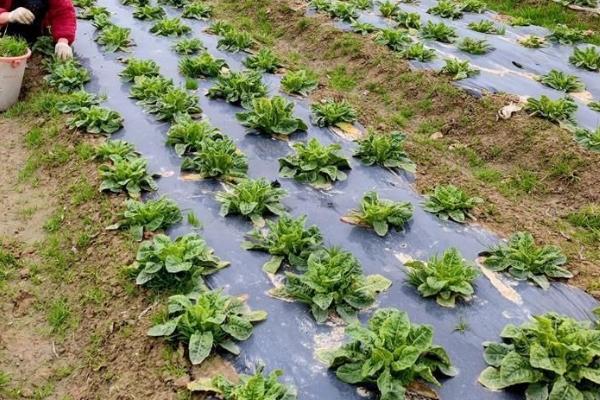 怎么对菜田使用有机肥，可在播种或栽插前作为基肥施入