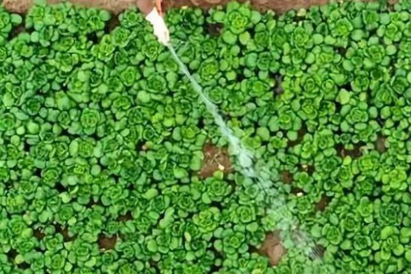 怎么对菜田使用有机肥，可在播种或栽插前作为基肥施入