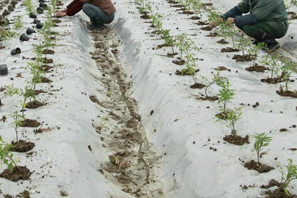 怎么对菜田使用有机肥，可在播种或栽插前作为基肥施入