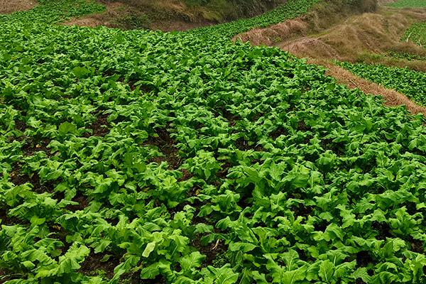 怎么对菜田使用有机肥，可在播种或栽插前作为基肥施入