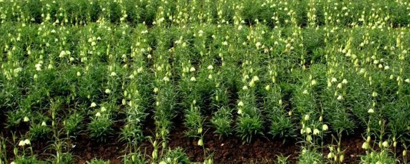 浙贝母防冻方法