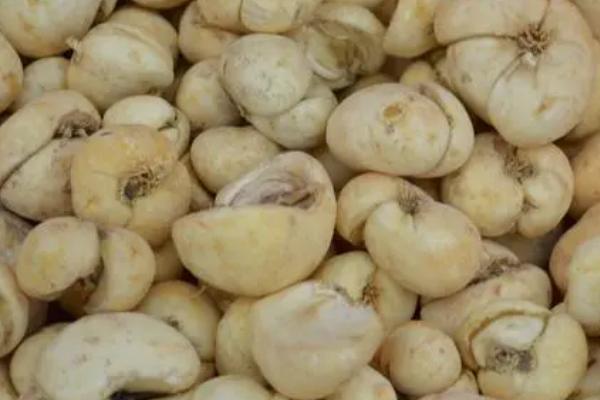 浙贝母防冻方法,撒施炉灰可提高植株的防冻能力