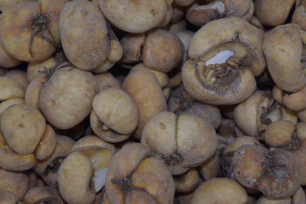 浙贝母防冻方法,撒施炉灰可提高植株的防冻能力