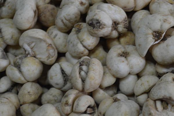 浙贝母防冻方法,撒施炉灰可提高植株的防冻能力