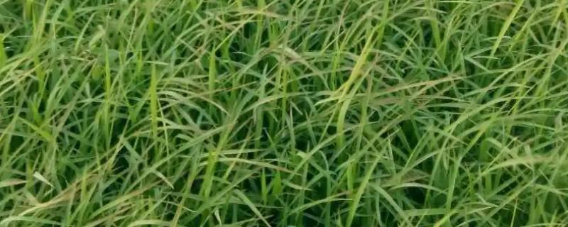 水稻恶苗病的症状和防治方法