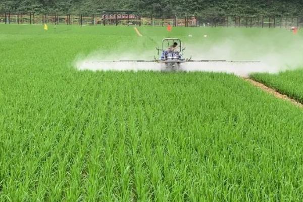 水稻恶苗病的症状和防治方法,发病后稻秆内会出现白霉