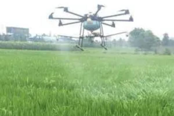 水稻恶苗病的症状和防治方法,发病后稻秆内会出现白霉