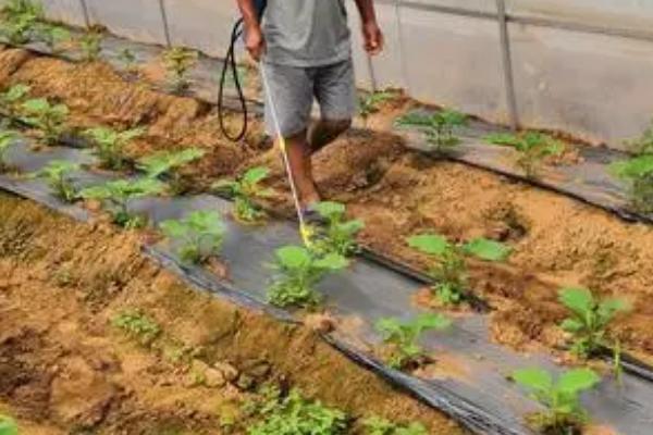 茄子蚜虫的危害，会影响植株生长和传播病毒