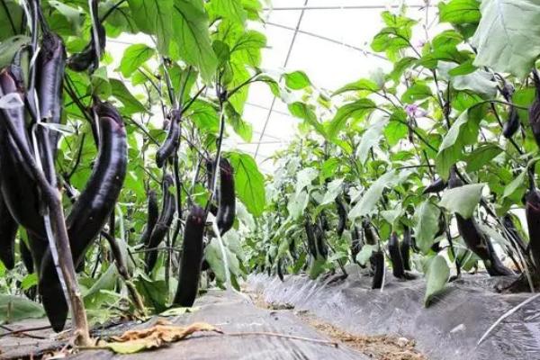 茄子蚜虫的危害，会影响植株生长和传播病毒