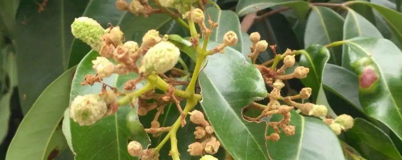冬季怎么防治荔枝毛毡病