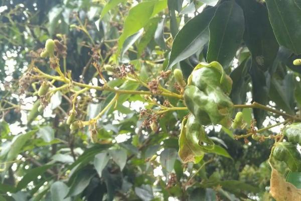 冬季怎么防治荔枝毛毡病,可结合清园剪除病枝、并集中烧毁