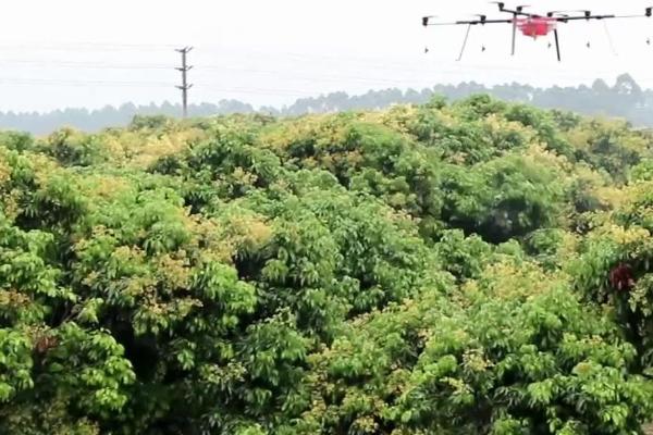 冬季怎么防治荔枝毛毡病,可结合清园剪除病枝、并集中烧毁