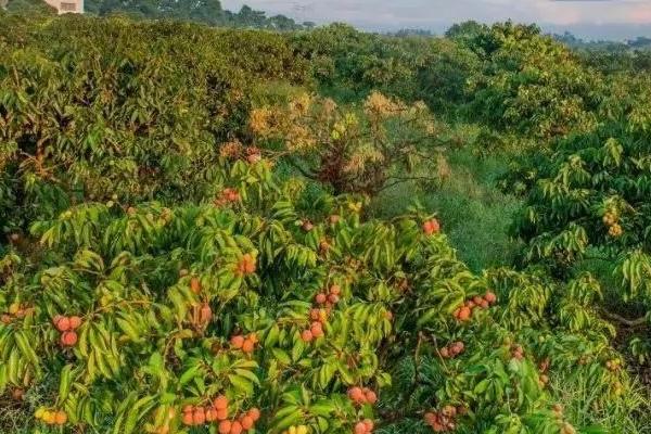 冬季怎么防治荔枝毛毡病,可结合清园剪除病枝、并集中烧毁