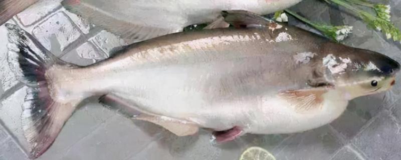 巴沙鱼是淡水鱼还是海水鱼