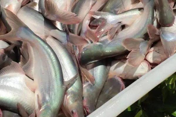 巴沙鱼是淡水鱼还是海水鱼,属于淡水鱼、一般生活在河流中