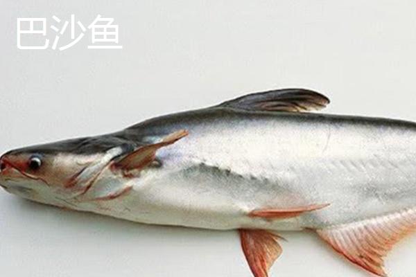 巴沙鱼是淡水鱼还是海水鱼,属于淡水鱼、一般生活在河流中