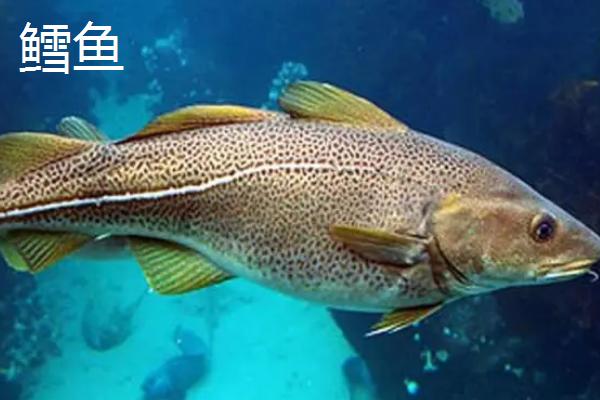 巴沙鱼是淡水鱼还是海水鱼,属于淡水鱼、一般生活在河流中